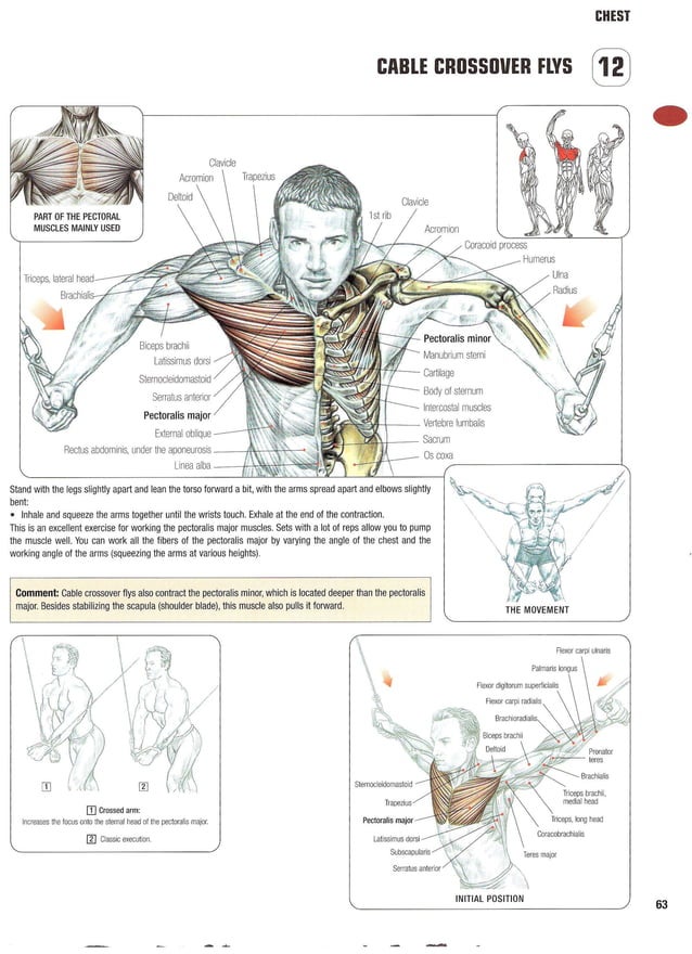 Strength Training Anatomy 2nd Edition