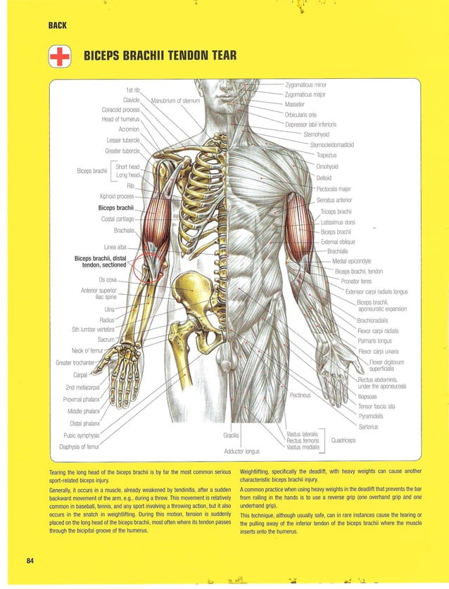 Strength Training Anatomy 2nd Edition