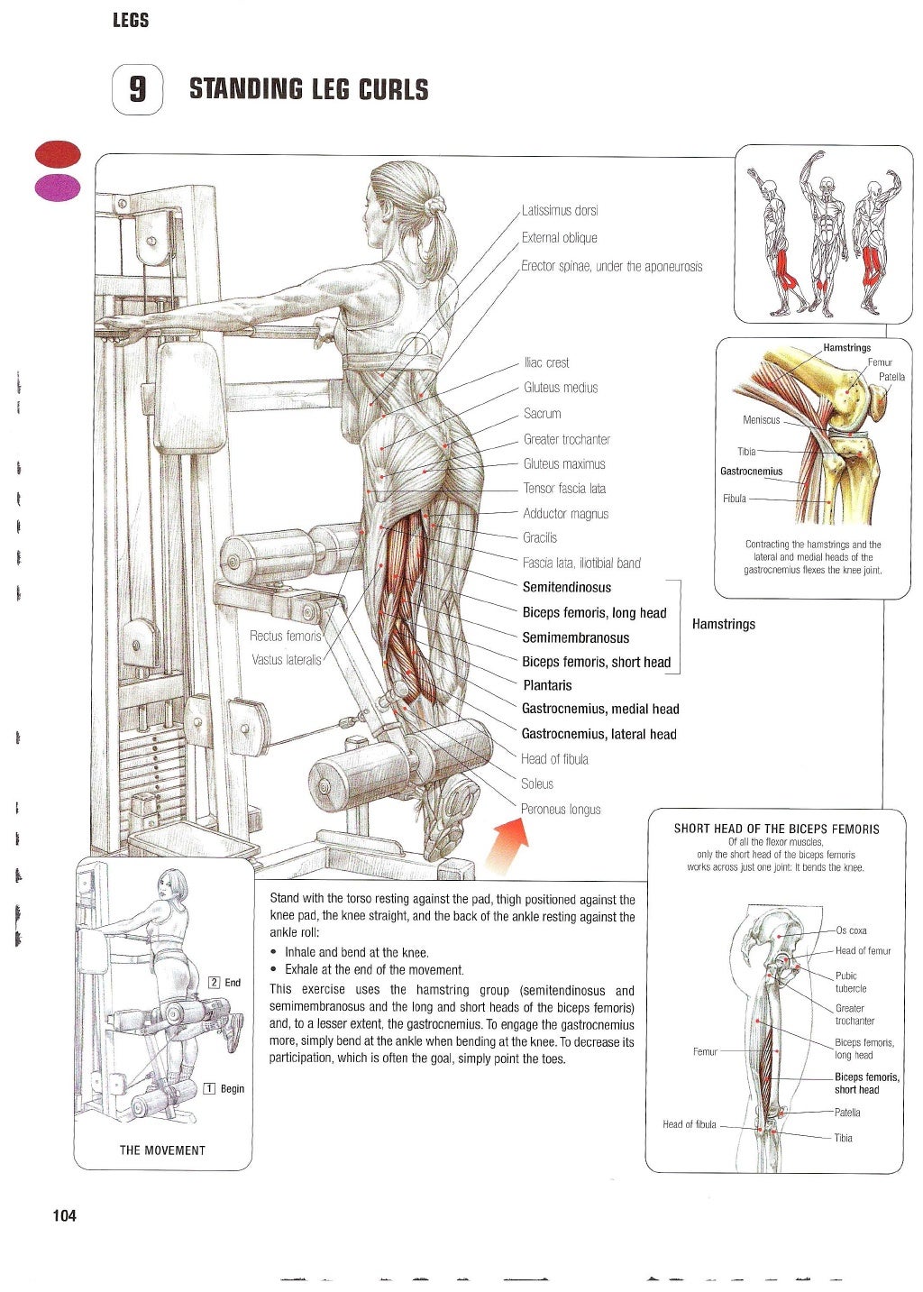 Strength Training Anatomy 2nd Edition