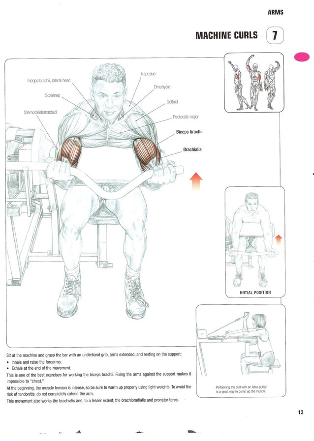 Strength training anatomy 2nd edition