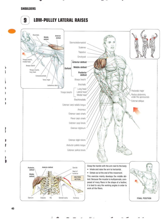 Strength training anatomy 2nd edition PDF