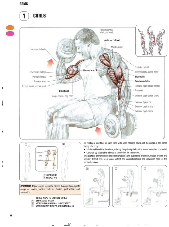 Strength training anatomy 2nd edition