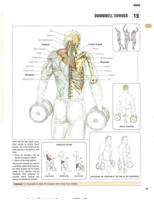 Strength training anatomy 2nd edition