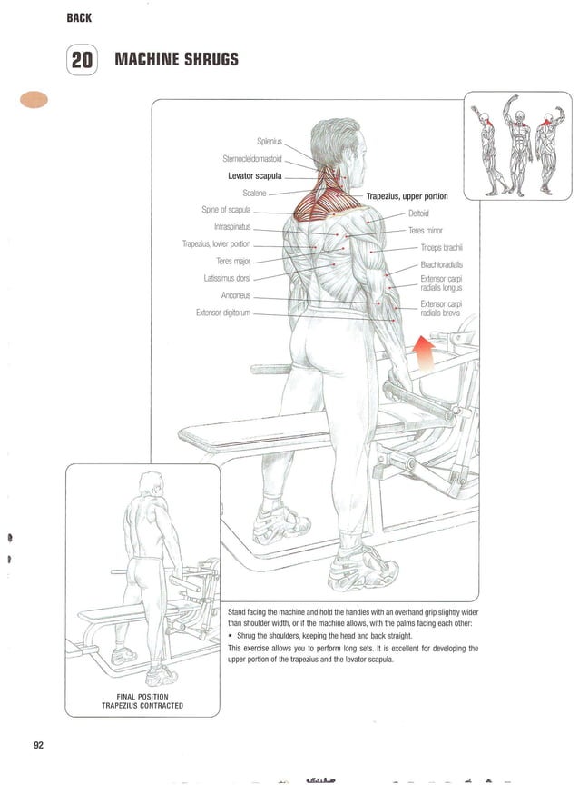 Strength training anatomy 2nd edition