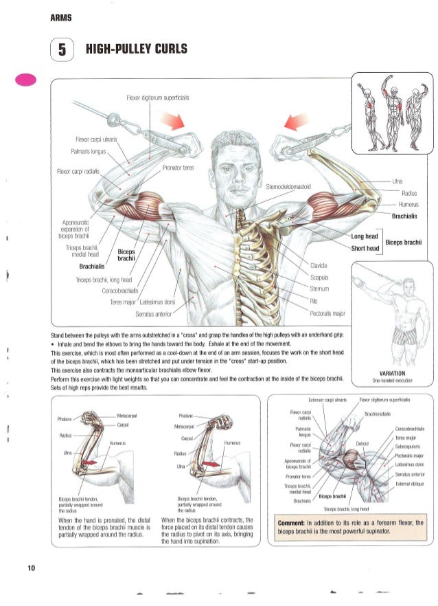 Strength training anatomy 2nd edition