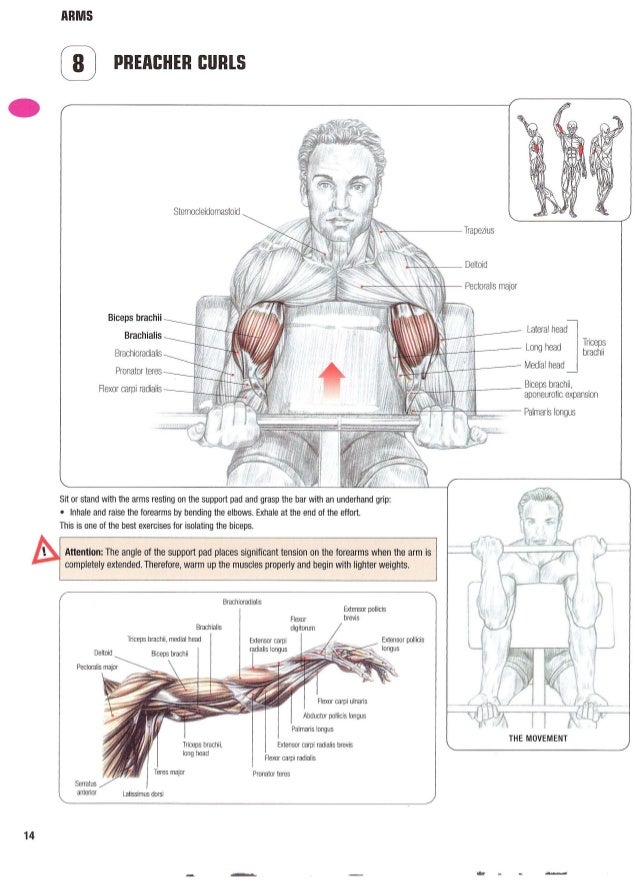 Strength training anatomy 2nd edition