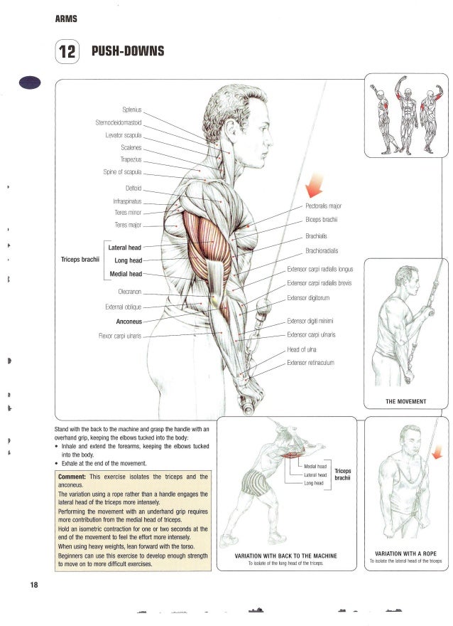 Strength training anatomy 2nd edition