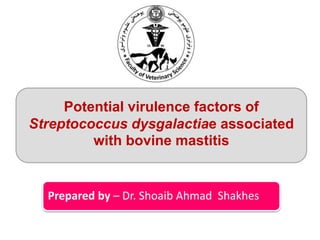 Potential virulence factors of
Streptococcus dysgalactiae associated
with bovine mastitis
Prepared by – Dr. Shoaib Ahmad Shakhes
 