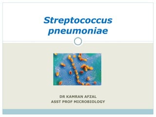 DR KAMRAN AFZAL ASST PROF MICROBIOLOGY Streptococcus pneumoniae 