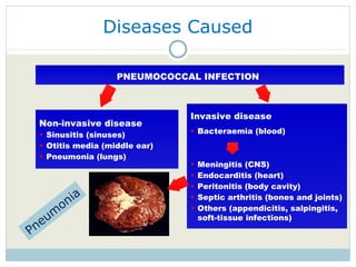 Diseases Caused Non-invasive disease Sinusitis (sinuses) Otitis media (middle ear) Pneumonia (lungs) Invasive disease Bacteraemia (blood) Meningitis (CNS) Endocarditis (heart) Peritonitis (body cavity) Septic arthritis (bones and joints) Others (appendicitis, salpingitis, soft-tissue infections) PNEUMOCOCCAL INFECTION   Pneumonia 