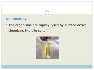 Bile solubility The organisms are rapidly lysed by surface active chemicals like bile salts 