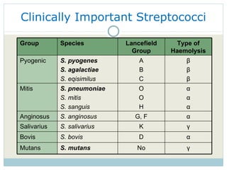 Clinically Important Streptococci Group Species Lancefield Group Type of Haemolysis Pyogenic S. pyogenes S. agalactiae S. eqisimilus A B C β β β Mitis S. pneumoniae S. mitis S. sanguis O O H α α α Anginosus S. anginosus G, F α Salivarius S. salivarius K γ Bovis S. bovis D α Mutans S. mutans No γ 