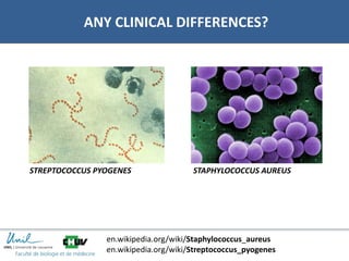 ANY CLINICAL DIFFERENCES?
STREPTOCOCCUS PYOGENES STAPHYLOCOCCUS AUREUS
en.wikipedia.org/wiki/Staphylococcus_aureus
en.wikipedia.org/wiki/Streptococcus_pyogenes
 