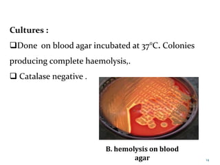 Cultures :
Done on blood agar incubated at 37°C. Colonies
producing complete haemolysis,.
 Catalase negative .
B. hemolysis on blood
agar 14
 