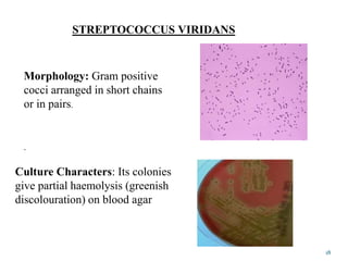 18
STREPTOCOCCUS VIRIDANS
Morphology: Gram positive
cocci arranged in short chains
or in pairs.
.
Culture Characters: Its colonies
give partial haemolysis (greenish
discolouration) on blood agar
 