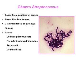 Género  Streptococcus ,[object Object],[object Object],[object Object],[object Object],[object Object],[object Object],[object Object],[object Object],[object Object]