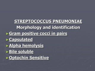 1
STREPTOCOCCUS PNEUMONIAE
Morphology and identification
►Gram positive cocci in pairs
►Capsulated
►Alpha hemolysis
►Bile soluble
►Optochin Sensitive
 
