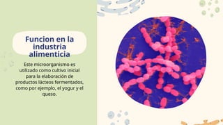 Este microorganismo es
utilizado como cultivo inicial
para la elaboración de
productos lácteos fermentados,
como por ejemplo, el yogur y el
queso.
Funcion en la
industria
alimenticia
 