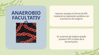 ANAEROBIO
FACULTATIV
O
Generar energía en forma de ATP,
mediante la respiración aeróbica con
la presencia de oxígeno.
En ausencia de oxígeno puede
producir ATP a través de la
fermentación.
 