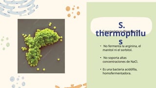 • No fermenta la arginina, el
manitol ni el sorbitol.
• No soporta altas
concentraciones de NaCl.
• Es una bacteria acidófila,
homofermentadora.
S.
thermophilu
s
Características Bioquimicas
 