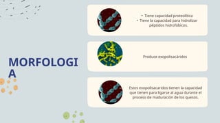 MORFOLOGI
A
• Tiene capacidad proteolítica
• Tiene la capacidad para hidrolizar
péptidos hidrofóbicos.
Produce exopolisacáridos
Estos exopolisacaridos tienen la capacidad
que tienen para ligarse al agua durante el
proceso de maduración de los quesos.
 