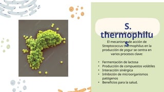 El mecanismo de acción de
Streptococcus thermophilus en la
producción de yogur se centra en
varios procesos clave:
• Fermentación de lactosa
• Producción de compuestos volátiles
• Interacción sinérgica
• Inhibición de microorganismos
patógenos
• Beneficios para la salud.
S.
thermophilu
s
Mecanismos de accion en yogur
 