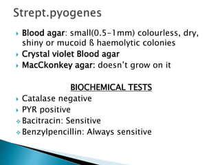  Blood agar: small(0.5-1mm) colourless, dry,
shiny or mucoid ß haemolytic colonies
 Crystal violet Blood agar
 MacCkonkey agar: doesn’t grow on it
BIOCHEMICAL TESTS
 Catalase negative
 PYR positive
 Bacitracin: Sensitive
 Benzylpencillin: Always sensitive
 