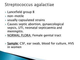  Lancefield group B
 non-motile
 usually capsulated strains
 Causes septic abortion, gynaecological
sepsis, UTI, neonatal septicaemia and
meningitis.
 NORMAL FLORA: Female genital tract
 Sample: CSF, ear swab, blood for culture, HVS
in women
 