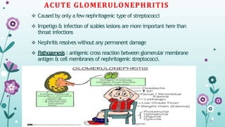ACUTE GLOMERULONEPHRITIS
 Caused by only a few nephritogenic type of streptococci
 Impetigo & infection of scabies lesions are more important here than
throat infections
 Nephritis resolves without any permanent damage
 Pathogenesis : antigenic cross reaction between glomerular membrane
antigen & cell membranes of nephritogenic streptococci.
 