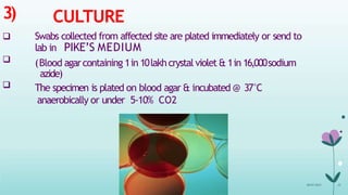 3)


CULTURE
 Swabs collected from affected site are plated immediately or send to
lab in PIKE’S MEDIUM
(Blood agarcontaining 1in 10lakhcrystal violet & 1in 16,000sodium
azide)
The specimen is plated on blood agar & incubated @ 37°C
anaerobically or under 5-10% CO2
08-07-2015 33
 