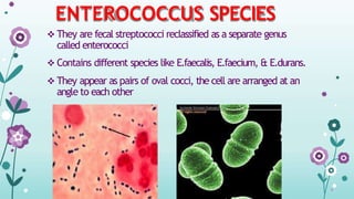 ENTEROCOCCUS SPECIES
 They are fecal streptococci reclassified as a separate genus
called enterococci
 Contains different species like E.faecalis, E.faecium, & E.durans.
 They appear as pairs of oval cocci, the cell are arranged at an
angle to each other
 