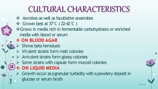 CULTURAL CHARACTERISTICS
08-07-2015 7
 Aerobes as well as facultative anaerobes
 Grown best at 37°C ( 22-42°C )
Grows in media rich in fermentable carbohydrates or enriched
media with blood or serum
 ON BLOOD AGAR
 Shows beta hemolysis
 Virulent strains form matt colonies
 Avirulent strains form glossy colonies
 Some strains with capsule form mucoid colonies
 ON LIQUID MEDIA
 Growth occur asagranular turbidity withapowdery depositin
glucose or serum broth
 