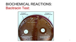 BIOCHEMICAL REACTIONS:
Bacitracin Test:
12
 