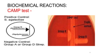 BIOCHEMICAL REACTIONS:
CAMP test -
14
 