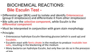 15
BIOCHEMICAL REACTIONS:
Bile Esculin Test -
• Differential agar (BEA) used to isolate and identify Enterococcus
(group D streptococci) and differentiate it from other streptococci
• Bile salts are the selective component, while Esculin is the
differential component
• Must be interpreted in conjunction with gram stain morphology
• Principle:
• Enterococcus hydrolyze Esculin liberating glucose (which is used up) and
Esculetin.
• Esculetin react with ferric citrate in the medium to produce insoluble iron
salts, resulting in the blackening of the medium
• Many bacteria can hydrolyze Esculin, but only few can do so in the presence
 