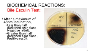 BIOCHEMICAL REACTIONS:
Bile Esculin Test:
•After a maximum of
48hrs incubation,
•Less than half
darkened agar slant –
Negative result.
•Greater than half
darkened agar slant –
Positive result.
16
 