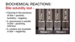 BIOCHEMICAL REACTIONS:
Bile solubility test -
• Clearing in the presence
of bile – positive;
turbidity – negative.
• S. pneumonia is soluble
in bile – positivity,
whereas
• S. viridans are insoluble
in bile – negativity.
21
 