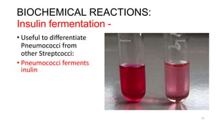BIOCHEMICAL REACTIONS:
Insulin fermentation -
• Useful to differentiate
Pneumococci from
other Streptcocci:
• Pneumococci ferments
inulin
22
 