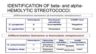 IDENTIFICATION OF beta- and alpha-
HEMOLYTIC STREOTOCOCCI:
ferment
23
Not ferment
 