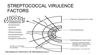 STREPTOCOCCAL VIRULENCE
FACTORS
24
 