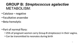 35
GROUP B: Streptococcus agalactiae
METABOLISM:
•Catalase – negative
•Facultative anaerobe
•Beta-hemolytic
•Part of normal flora:
• 25% of pregnant women carry Group B streptococci in their vagina.
• Can be transmitted to neonates during birth
 