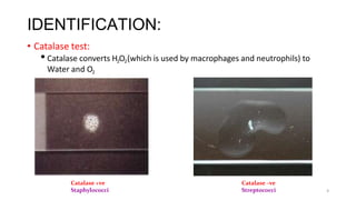 IDENTIFICATION:
• Catalase test:
•Catalase converts H2O2(which is used by macrophages and neutrophils) to
Water and O2
4
Catalase +ve
Staphylococci
Catalase –ve
Streptococci
 