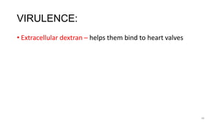 48
VIRULENCE:
• Extracellular dextran – helps them bind to heart valves
 