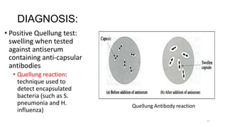 DIAGNOSIS:
• Positive Quellung test:
swelling when tested
against antiserum
containing anti-capsular
antibodies
• Quellung reaction:
technique used to
detect encapsulated
bacteria (such as S.
pneumonia and H.
influenza)
Quellung Antibody reaction
57
 