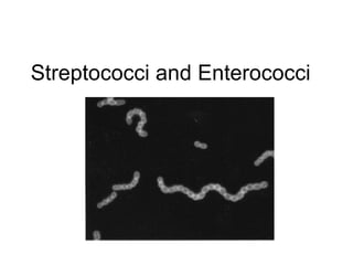 Streptococci and Enterococci 