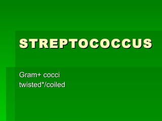 STREPTOCOCCUS Gram+ cocci twisted*/coiled 