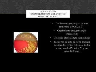 AISLAMIENTO
CARACTERÍSTICAS DEL CULTIVO
MEDIO SELECTIVO

• Cultivo en agar sangre, en una
atmósfera de CO2 a 37
• Crecimiento en agar sangre
enriquecido
• Colonias blancas Beta hemolíticas
• Las cepas de esta bacteria pueden
mostrar diferentes colonias: Color
mate, mucha Proteína M y un
color brillante.

 