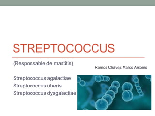 STREPTOCOCCUS
(Responsable de mastitis)
Streptococcus agalactiae
Streptococcus uberis
Streptococcus dysgalactiae
Ramos Chávez Marco Antonio
 
