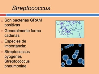 Streptococcus
 Son bacterias GRAM
positivas
 Generalmente forma
cadenas
 Especies de
importancia:
 Streptococcus
pyogenes
Streptococcus
pneumoniae
 