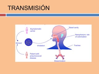 Nasopharyngeal carriage may occur in up to 60% of healthy pre-school
children and up to 30% of healthy older children and adults
Nasopharynx: site
of colonisation
Trachea
Dissemination
Inhalation
Patient with
pneumococcal
disease
Asymptomatic
carrier
Aerosol
Nasal cavity
TRANSMISIÓN
 